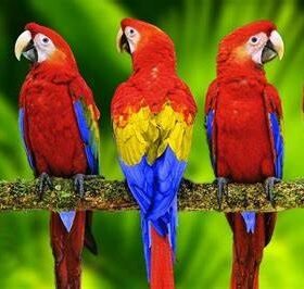 parrots for sale