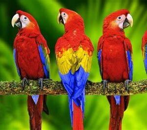 parrots for sale