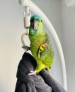 Blue-Fronted Amazon Parrot Buy