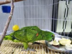 Blue-Fronted Amazon Parrot Buy