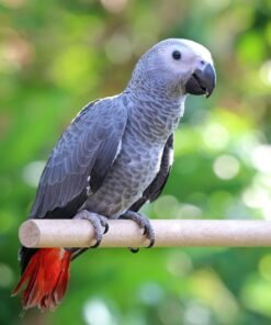 Exotic pets