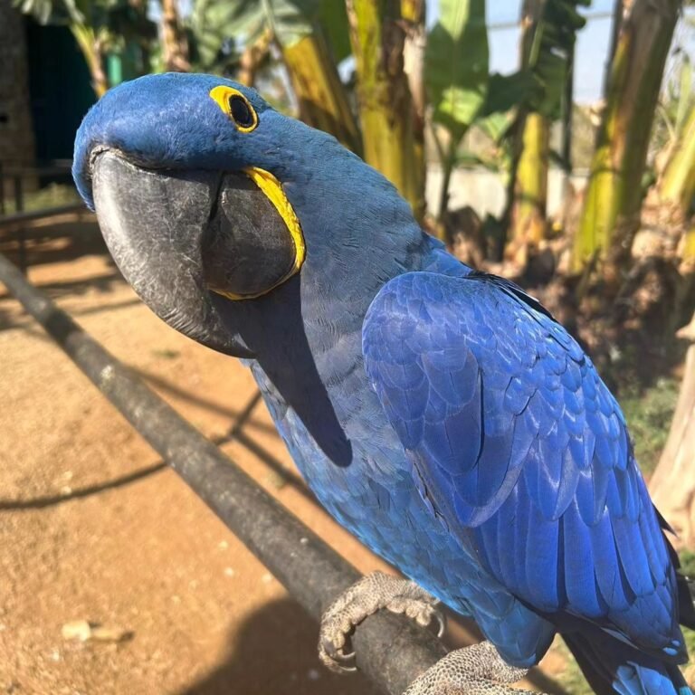 Largest Parrot Species