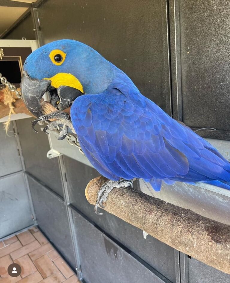 Hyacinth Macaw Lifespan