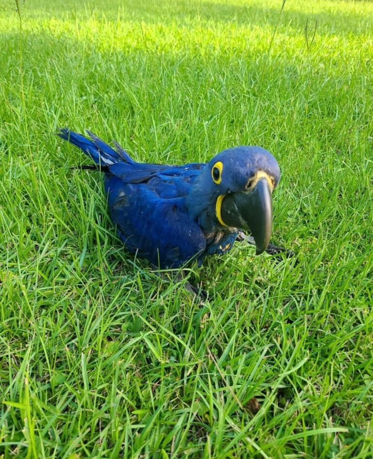 Blue Macaw Parrot