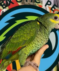 Buy Yellow Head Amazon parrot