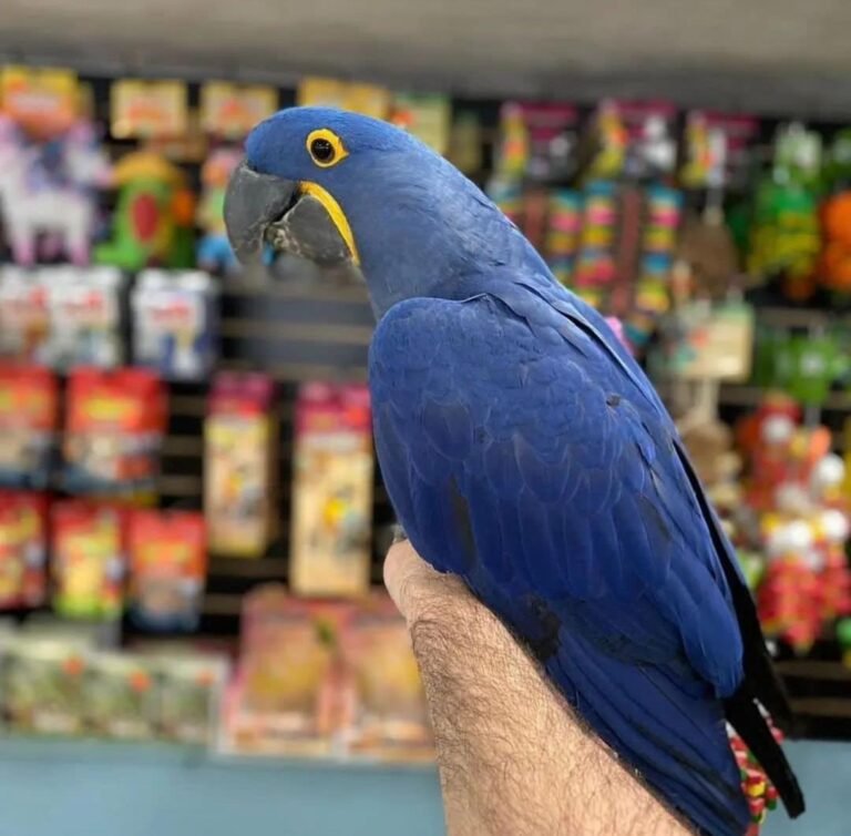 Hyacinth Macaw