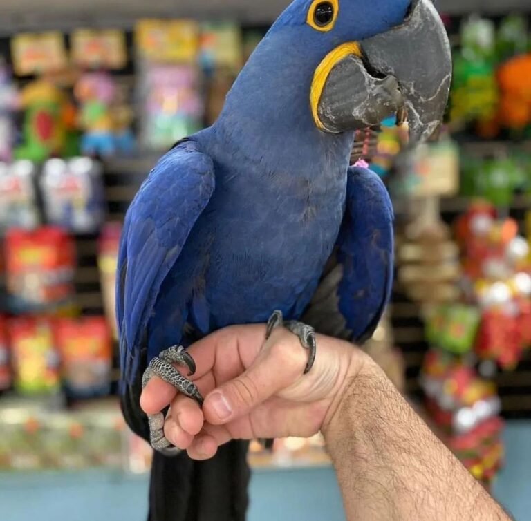 Hyacinth Macaw