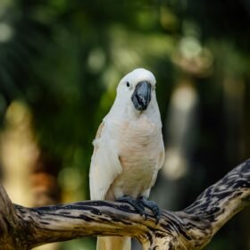 cockatoo parrots