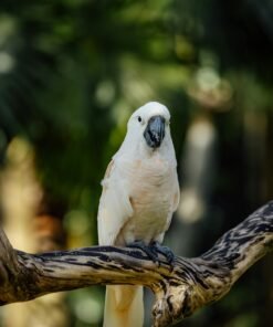 cockatoo parrots